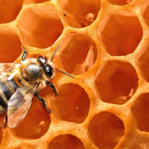 HD-Wallpaper-Honey-Bee-8-1024x576